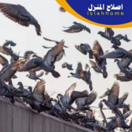 تركيب طارد حمام في دبي