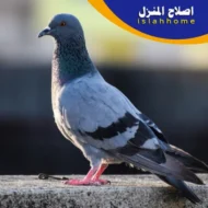 شركة تركيب طارد حمام في عجمان 0561510496| تركيب اشواك الحمام 1 شركة تركيب طارد الحمام في عجمان